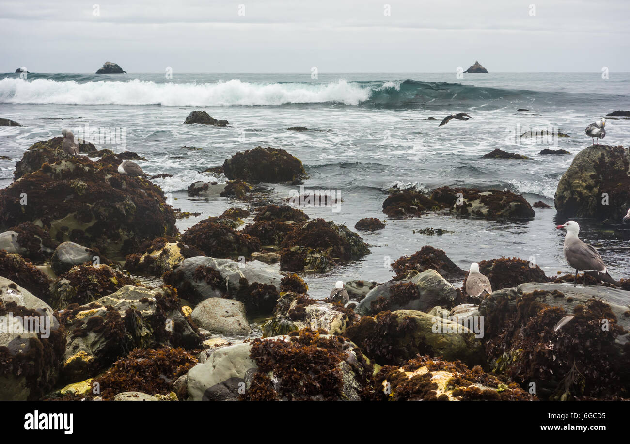 Seagulls resting upon seaweed-covered rocks on the coast of California, as waves roll in on a cool and cloudy winter day. Stock Photo