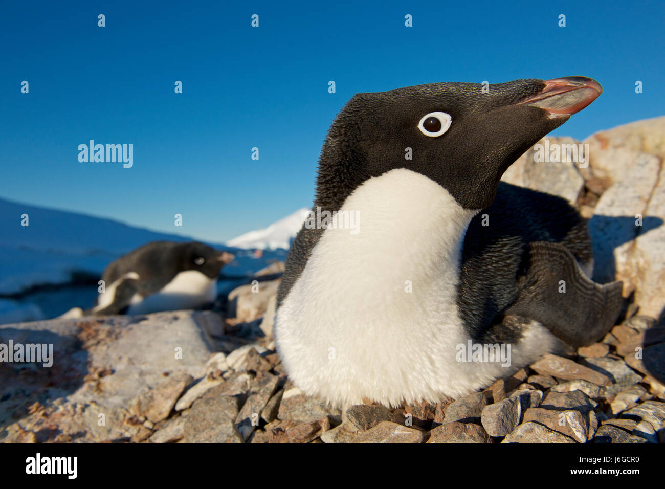 Adélie penguin (Pygoscelis adeliae), Antarctica Stock Photo