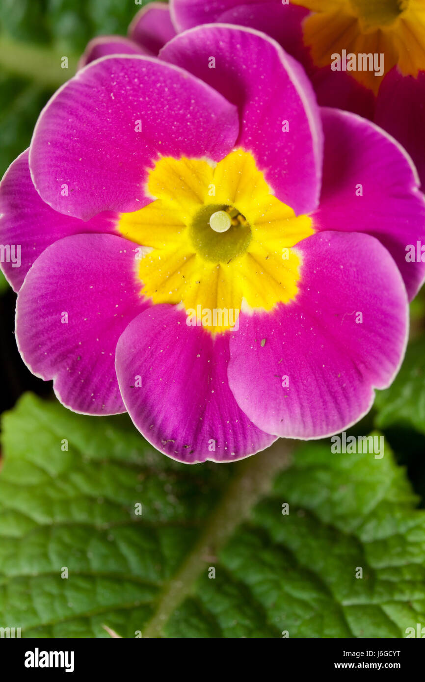 primroses in pot Stock Photo