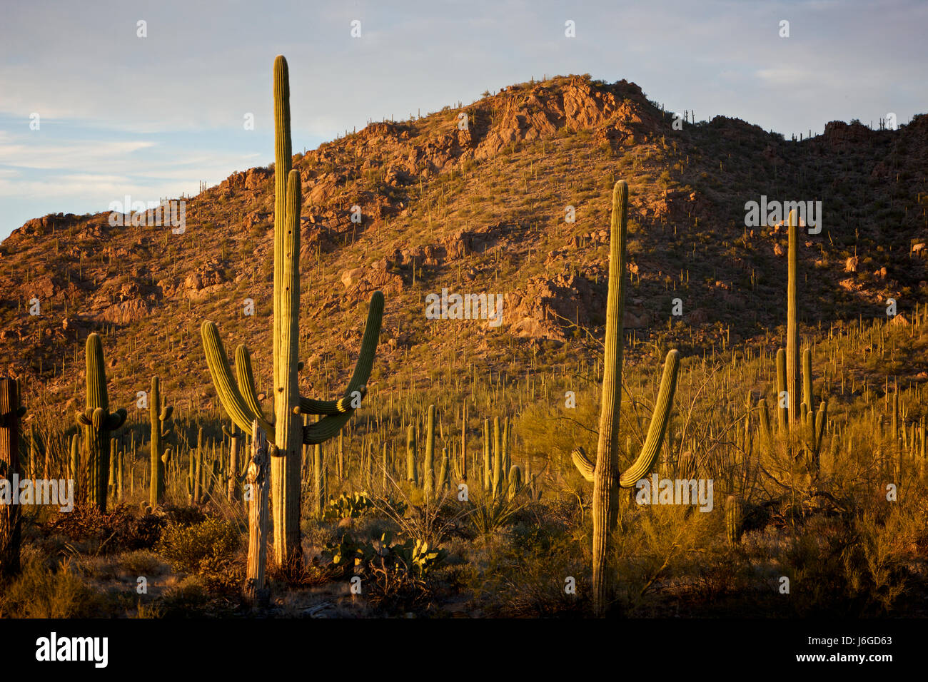saguaro, Carnegiea gigantea, Arizona Stock Photo