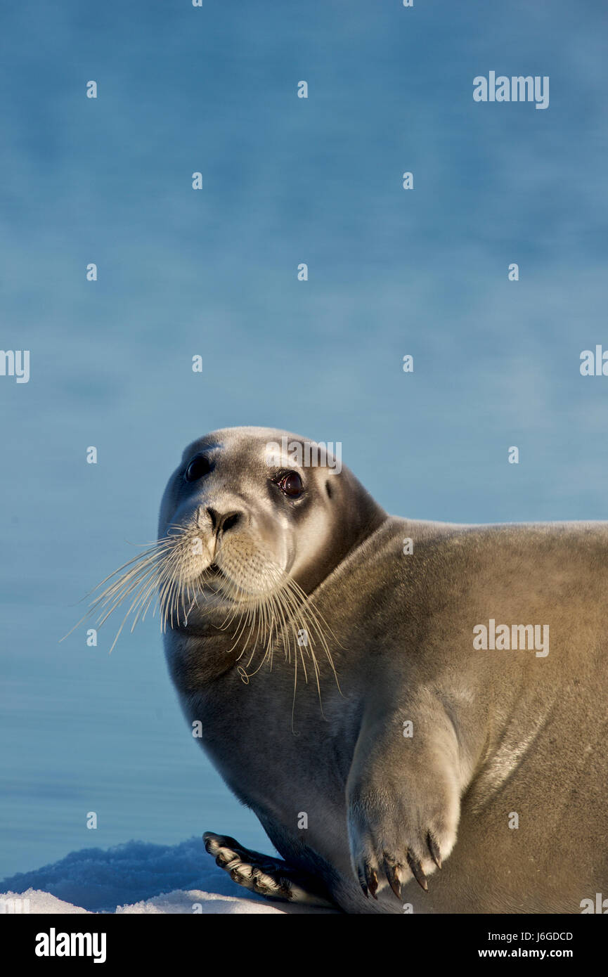 Bearded seal (Erignathus barbatus) Stock Photo