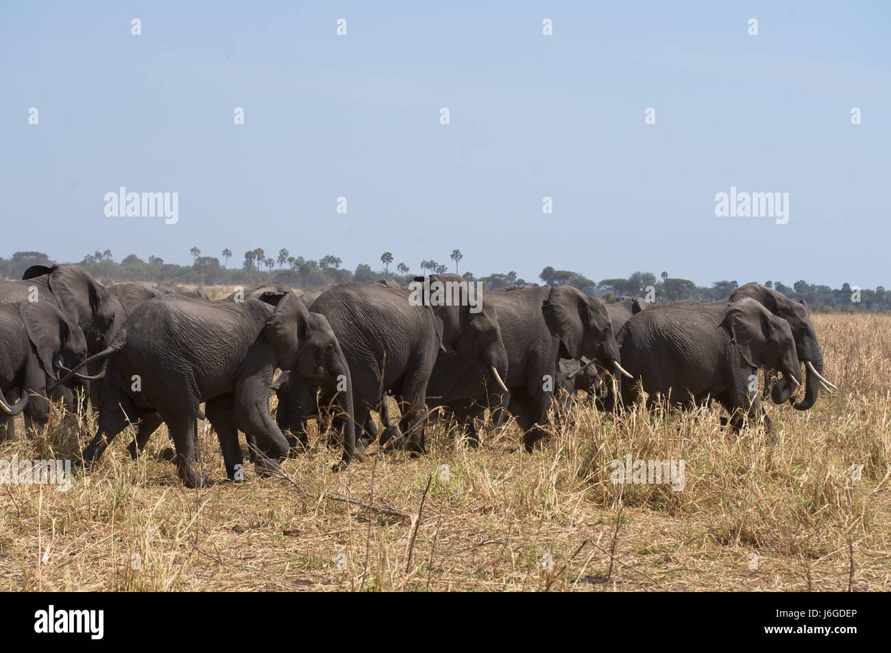 national park africa mammals elephants herd tanzania national park africa Stock Photo