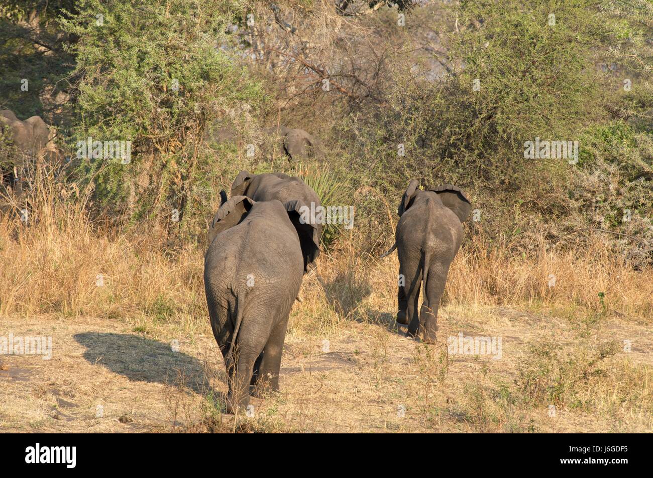 national park africa mammals elephants herd tanzania national park africa Stock Photo