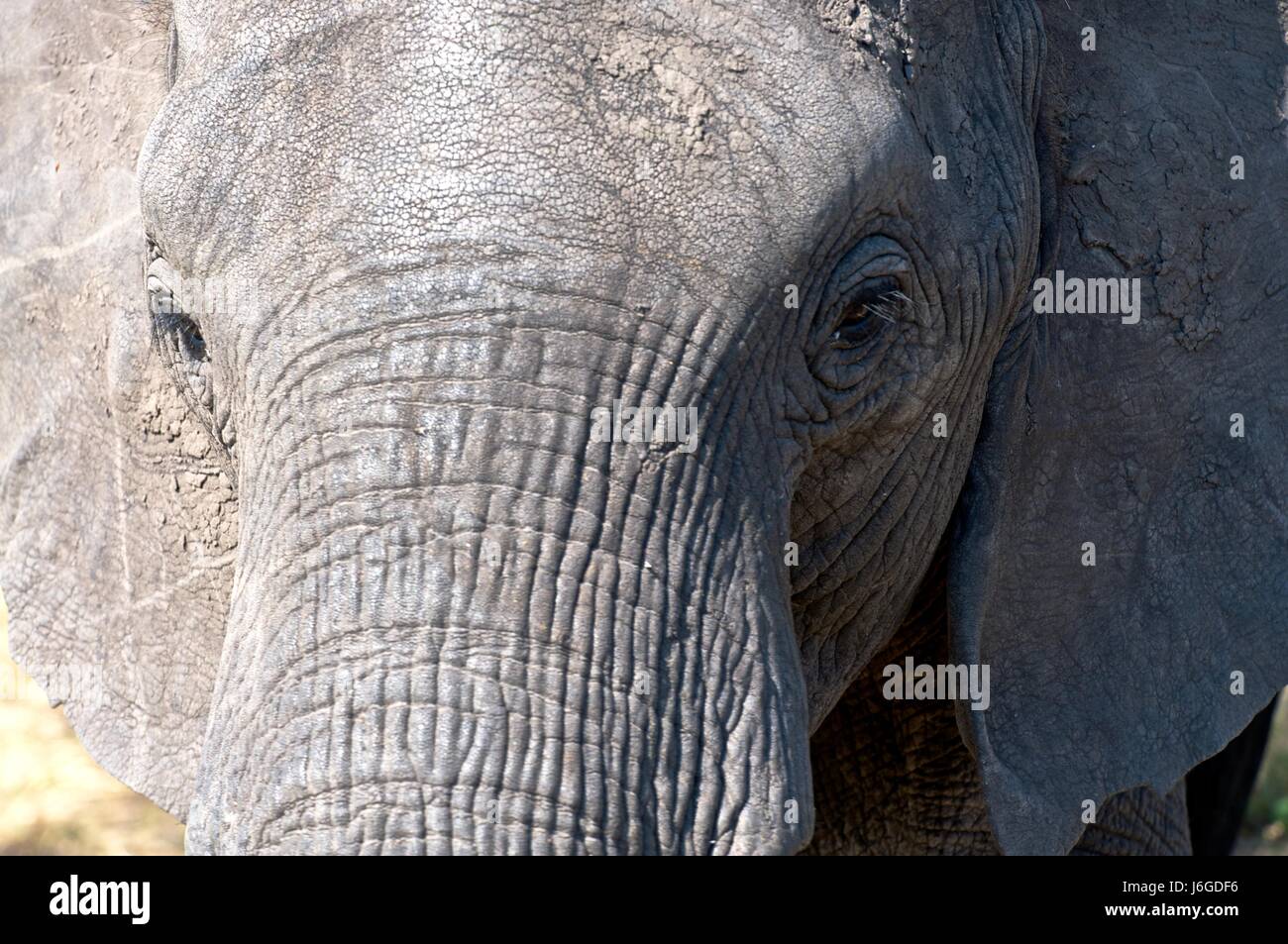 national park africa mammals elephants tanzania head national park africa Stock Photo