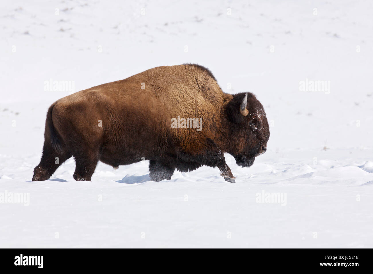 American bison (Bison bison Stock Photo - Alamy