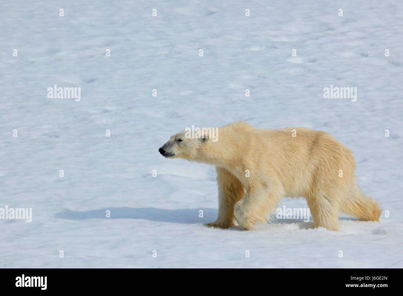 Polar Bear Ursus Maritimus Svalbard Norway Stock Photo Alamy