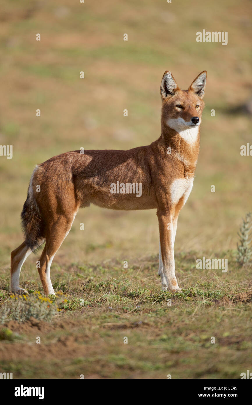Africa, Ethiopia, Bale Mountains National Park, Web Valley. Ethiopian wolf. Canis simensis Stock Photo