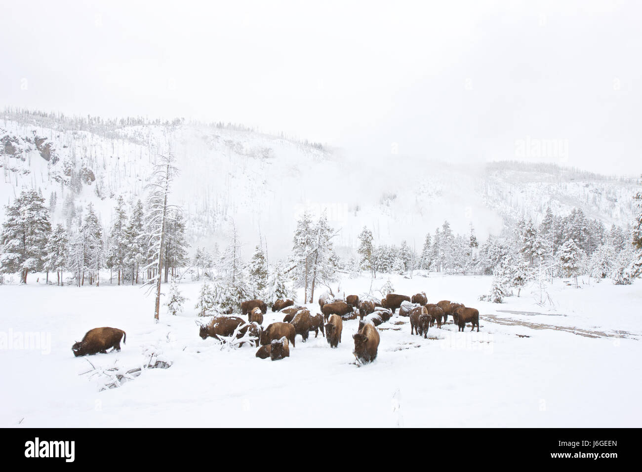 American bison (Bison bison) Stock Photo
