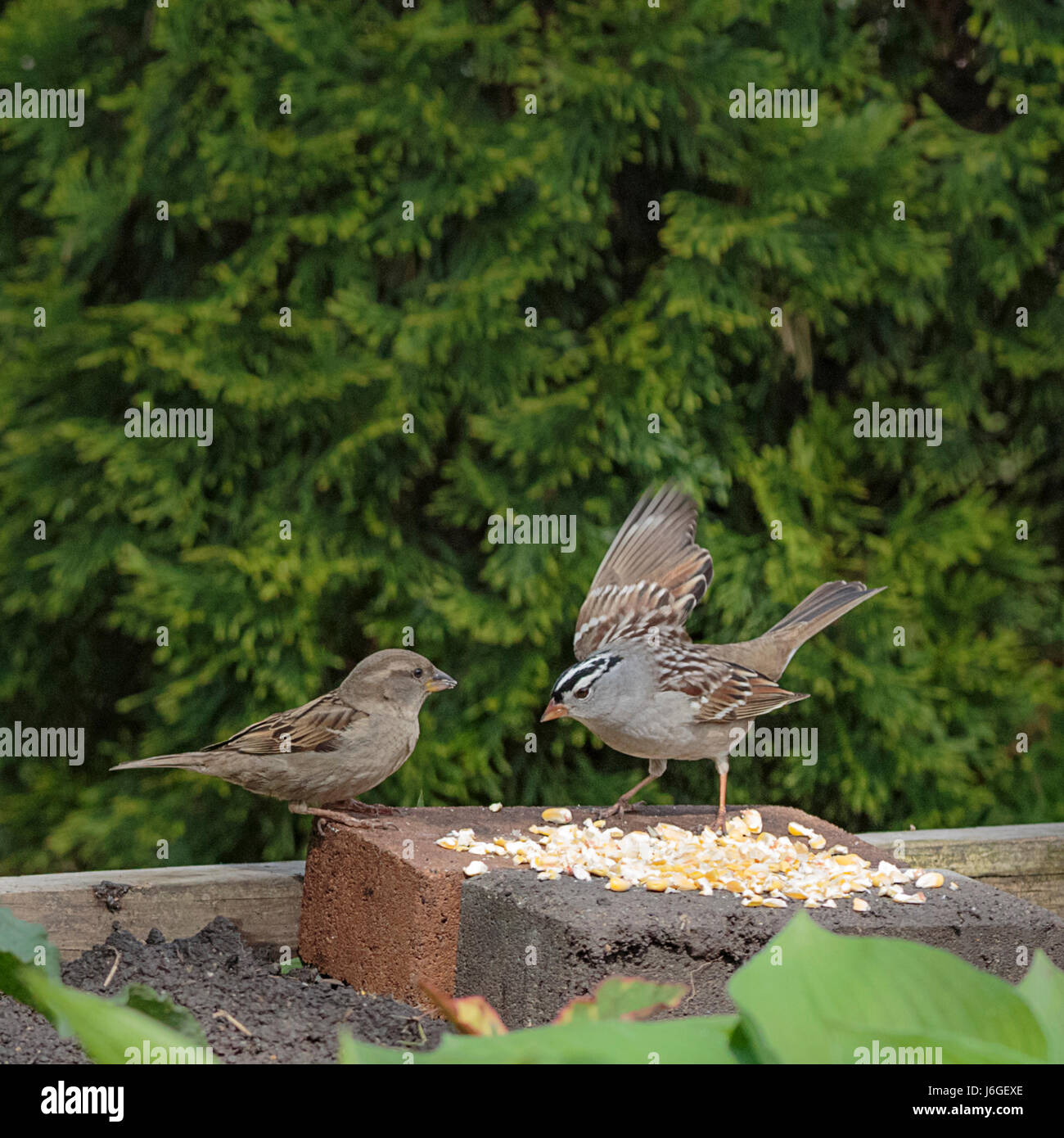 Sparrow Spat Stock Photo