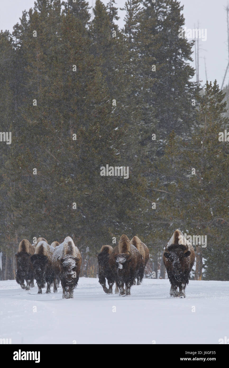 American bison (Bison bison) Stock Photo