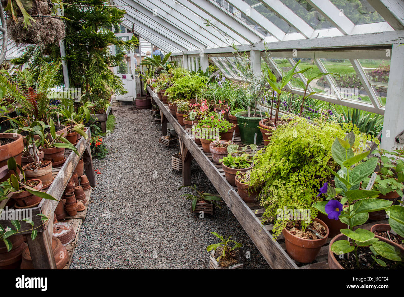 Greenhouse at the Goodwin Mansion at the Strawberry Banke Museum Stock Photo