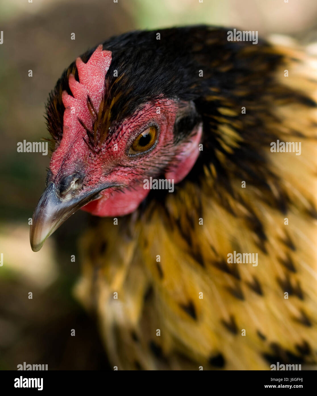 bird poultry bantam food aliment closeup black swarthy jetblack deep black Stock Photo