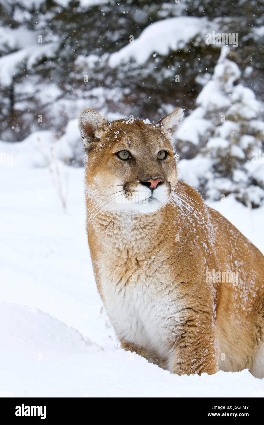 cougar (Puma concolor), also commonly known as the mountain lion, puma Stock Photo