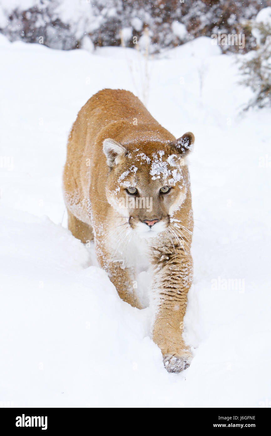 cougar (Puma concolor), also commonly known as the mountain lion, puma Stock Photo