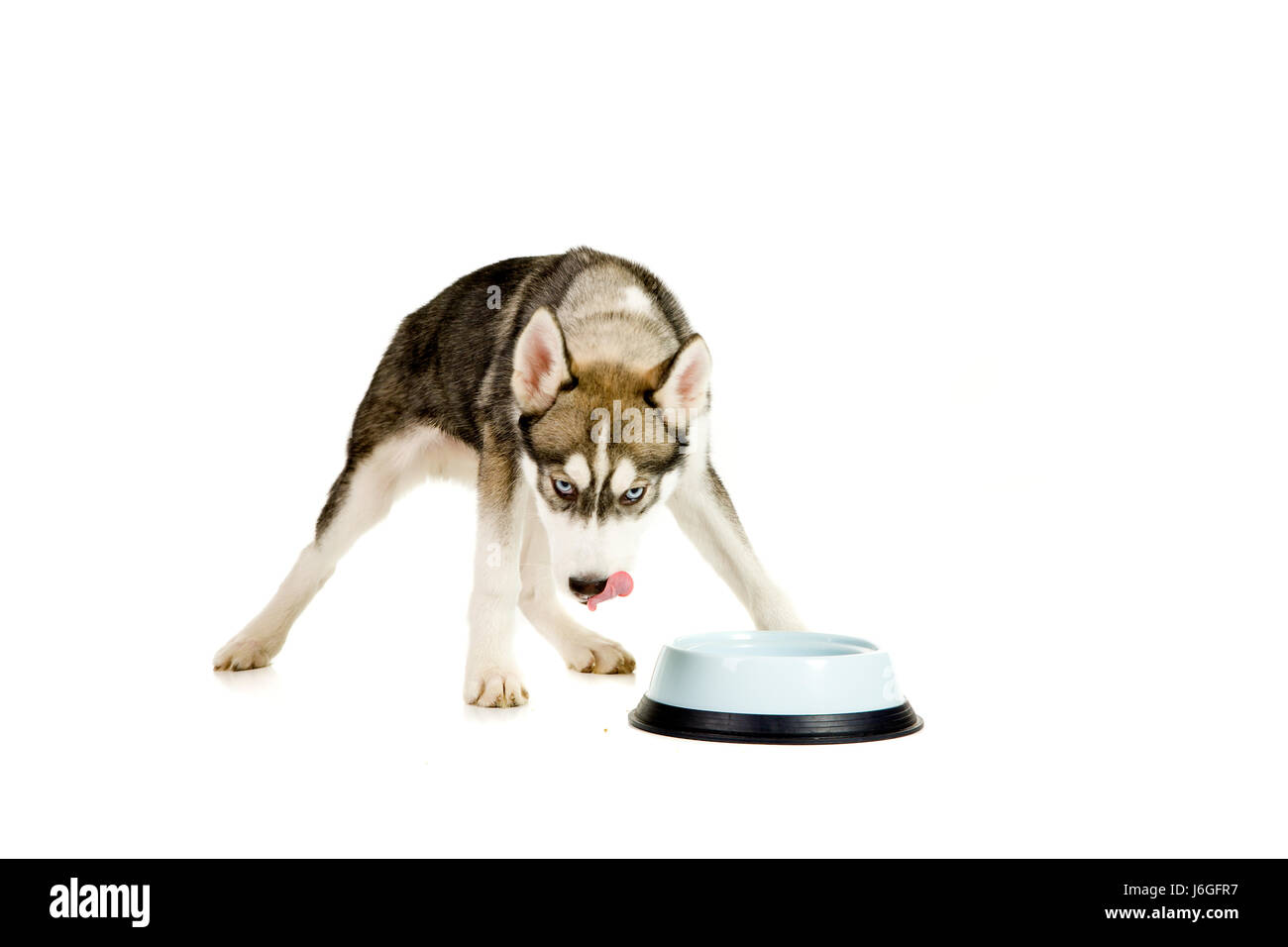 food aliment dog standing puppy husky bowl danger food aliment beautiful Stock Photo