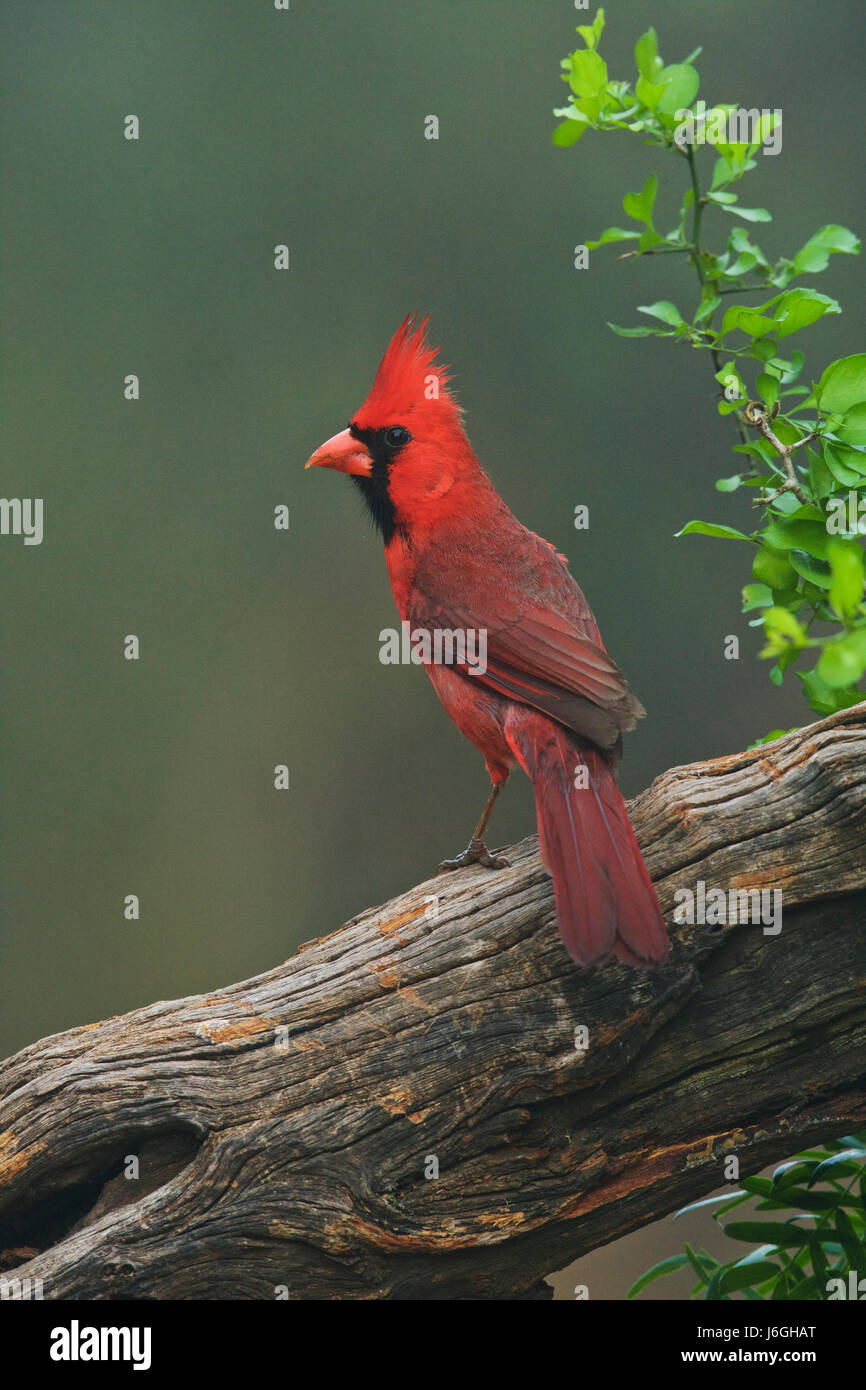 northern cardinal (Cardinalis cardinalis) Stock Photo