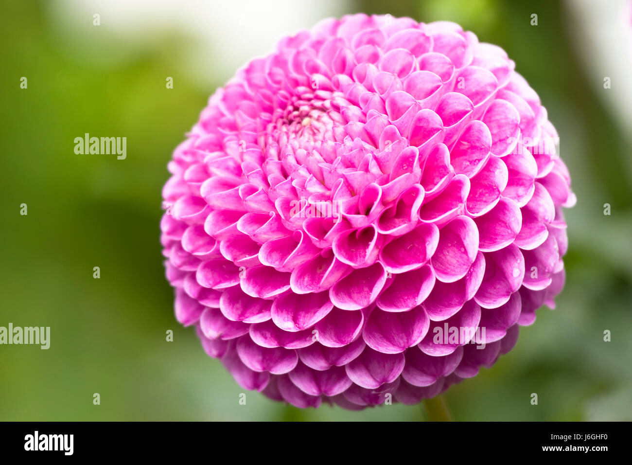 garden flower plant bloom blossom flourish flourishing dahlia gardens pot Stock Photo