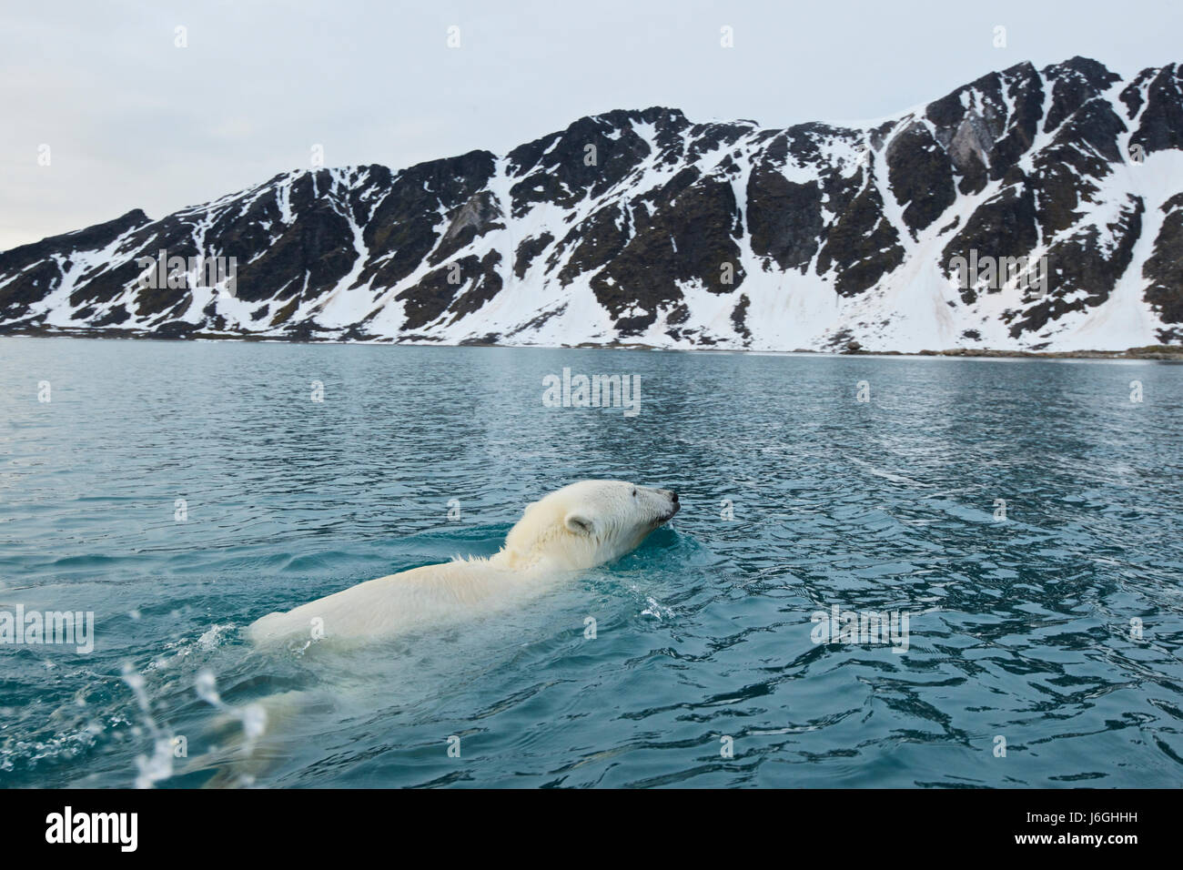 polar bear (Ursus maritimus), Svalbard, Norway Stock Photo