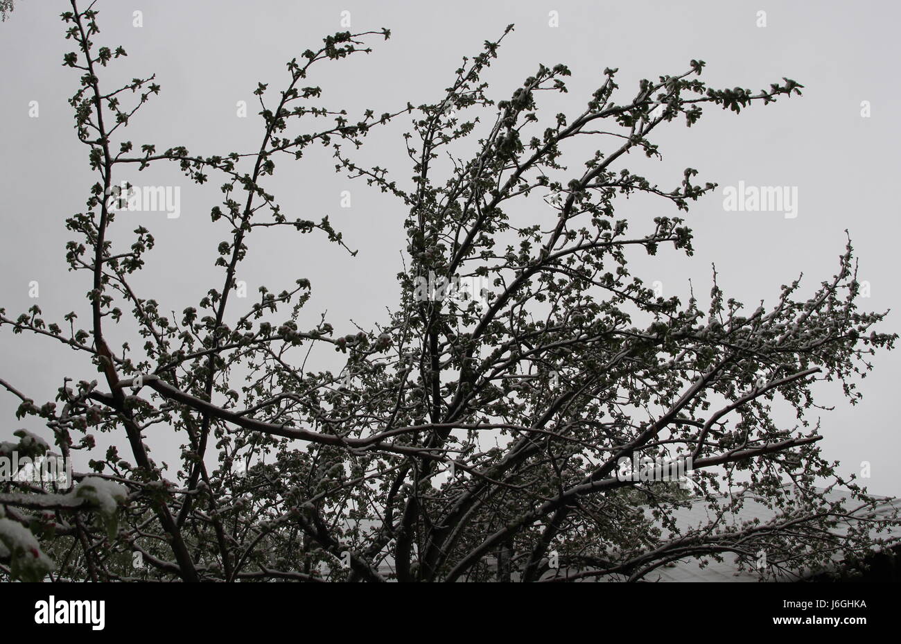 A budding apple tree covered in spring snow Stock Photo