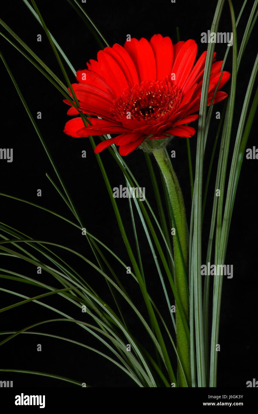 flower plant bloom blossom flourish flourishing gerbera bloom cup cutting Stock Photo