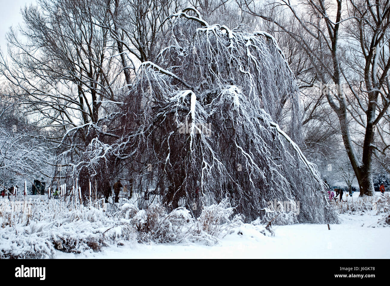 weeping willow in winter Stock Photo Alamy