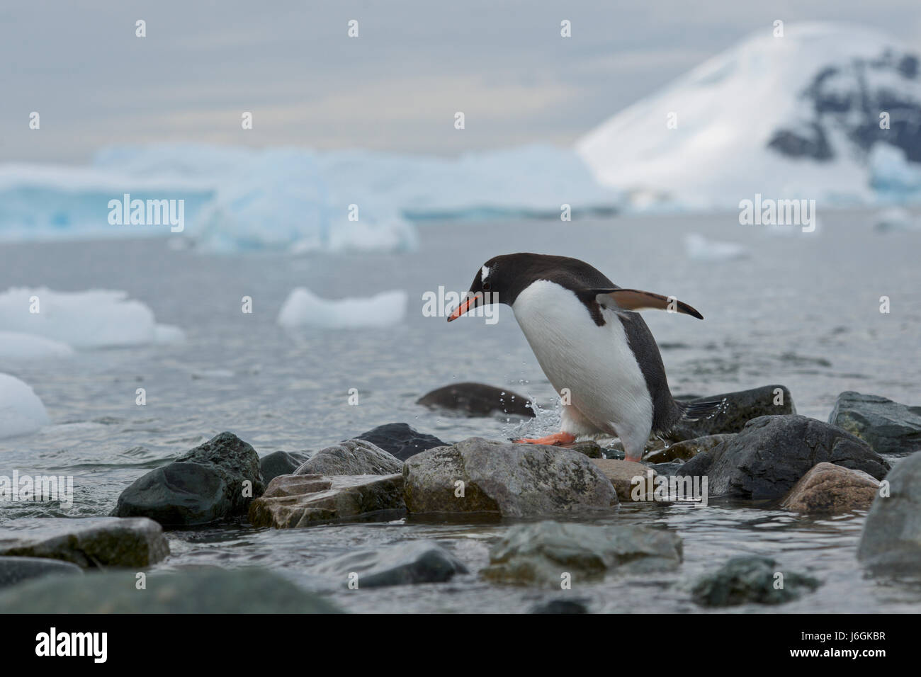 gentoo penguin, Pygoscelis papua, Antarctica Stock Photo