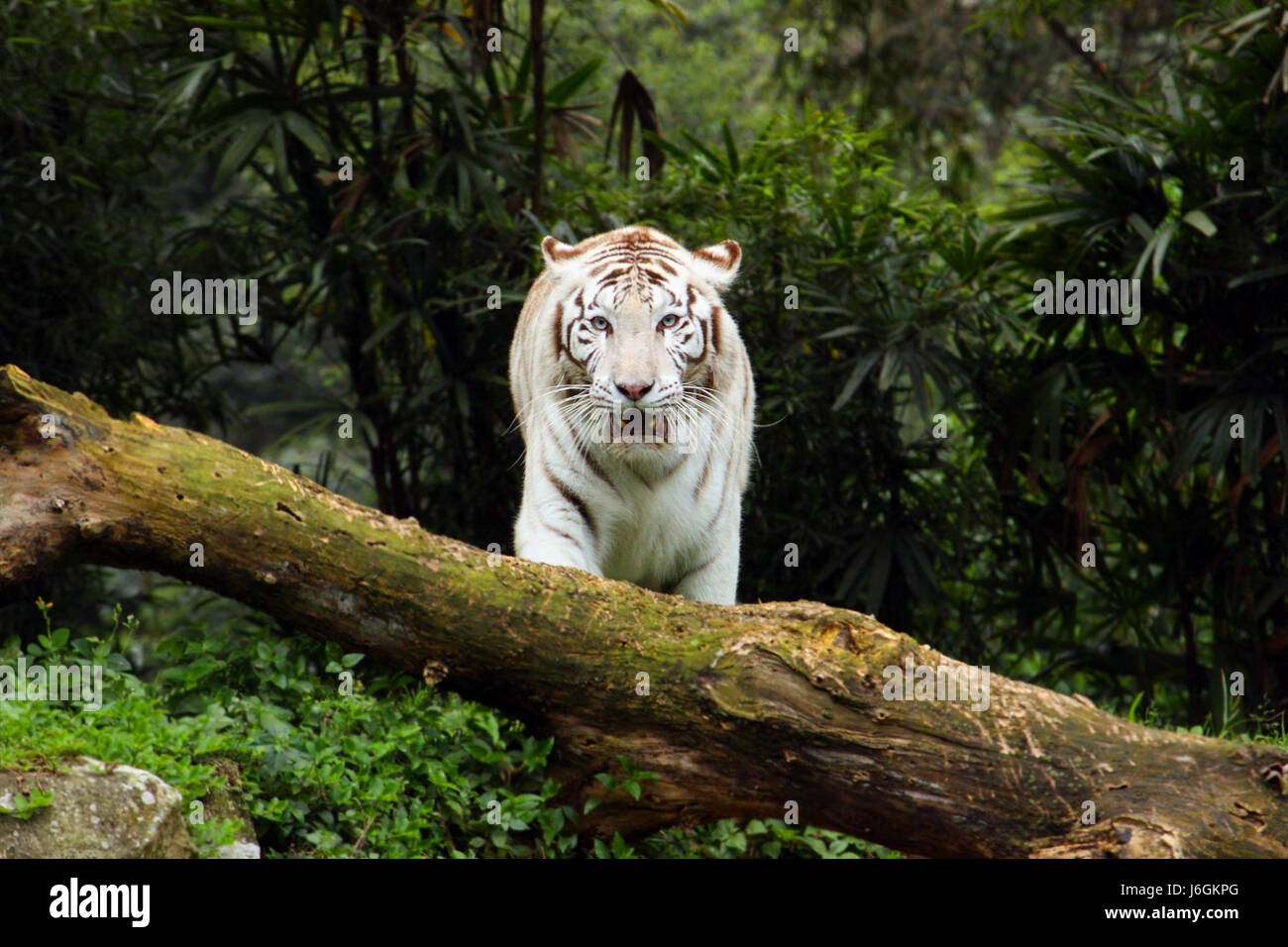 cat big cat feline predator tiger attack albino white bengal big large enormous Stock Photo