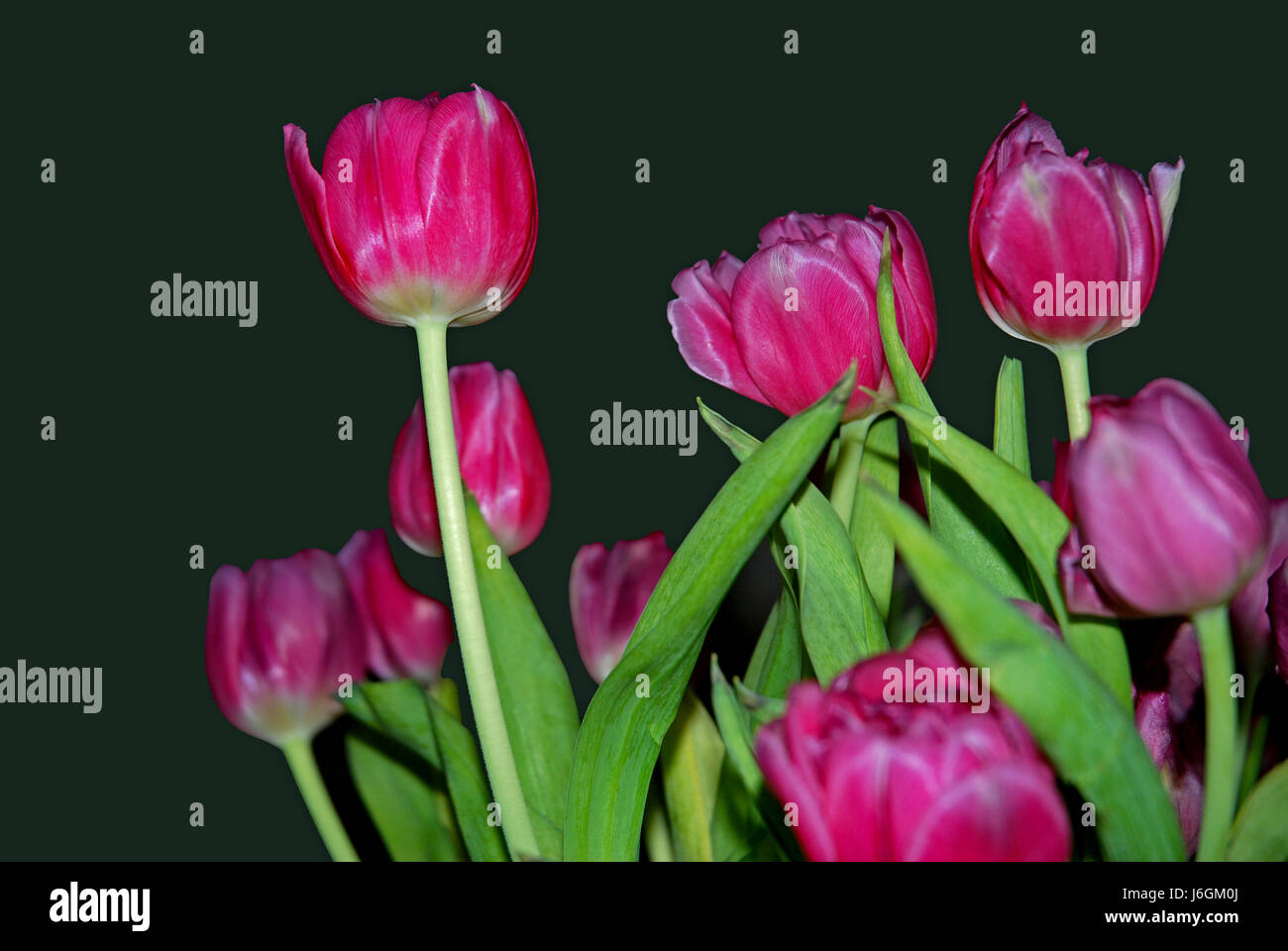 flower plant easter tulip gravel red salute greeting glass chalice