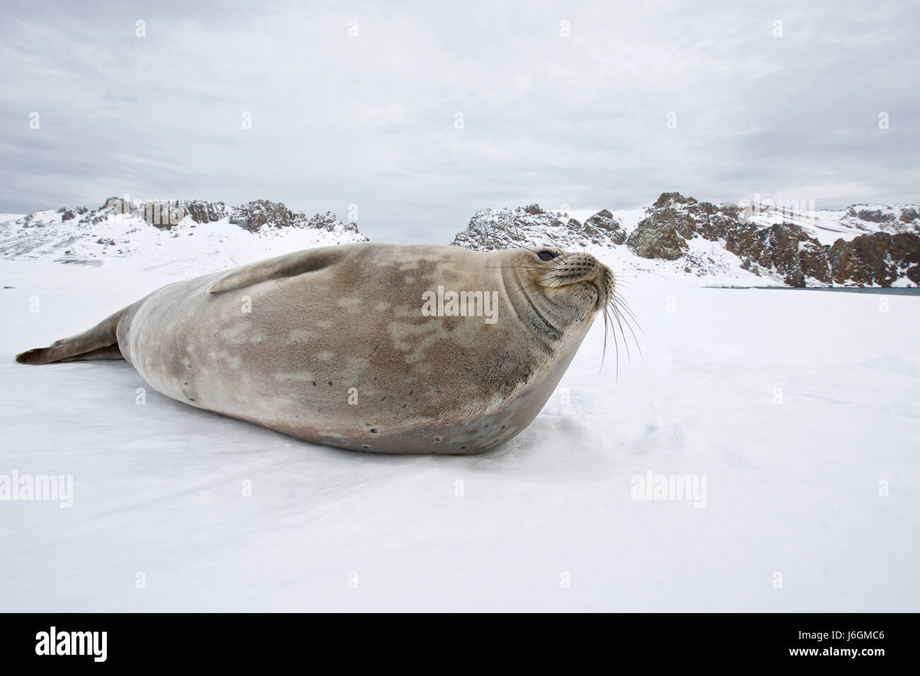 Weddell seal, Leptonychotes weddellii Stock Photo