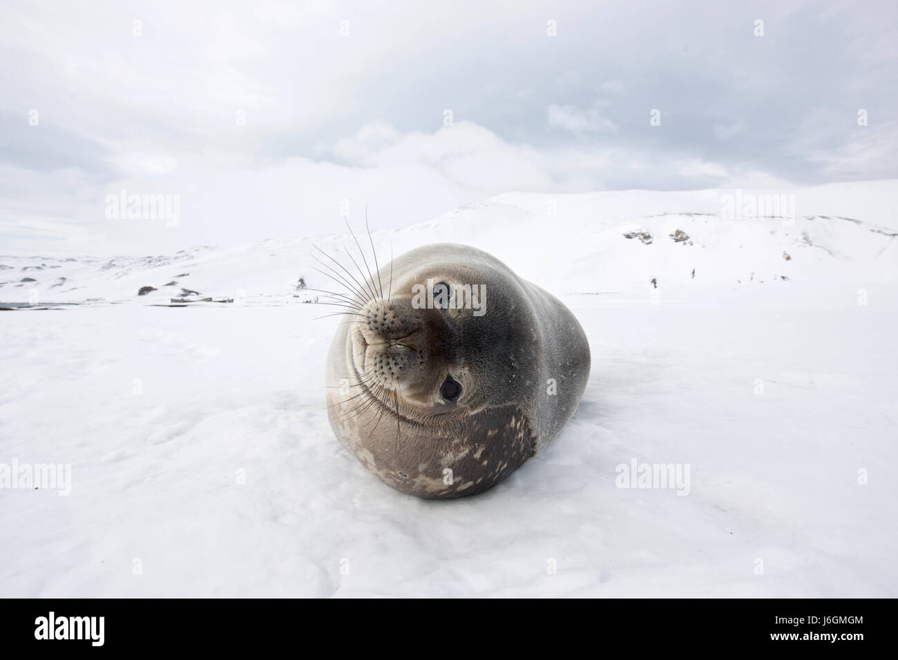Weddell seal, Leptonychotes weddellii Stock Photo
