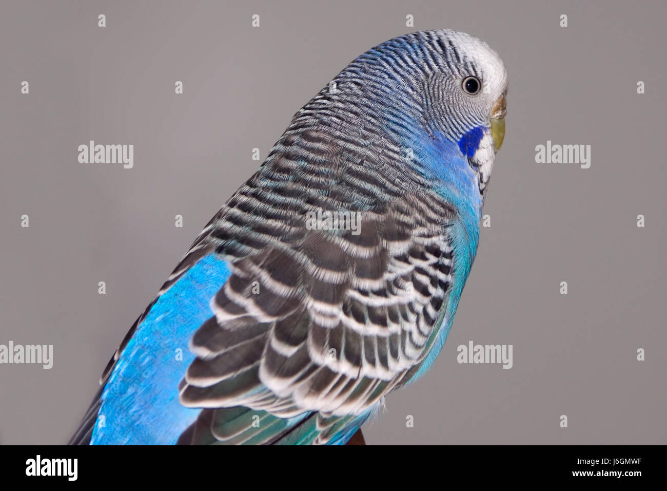 budgie-blue-and-white-bird-picture-id980004796 (736×1024)