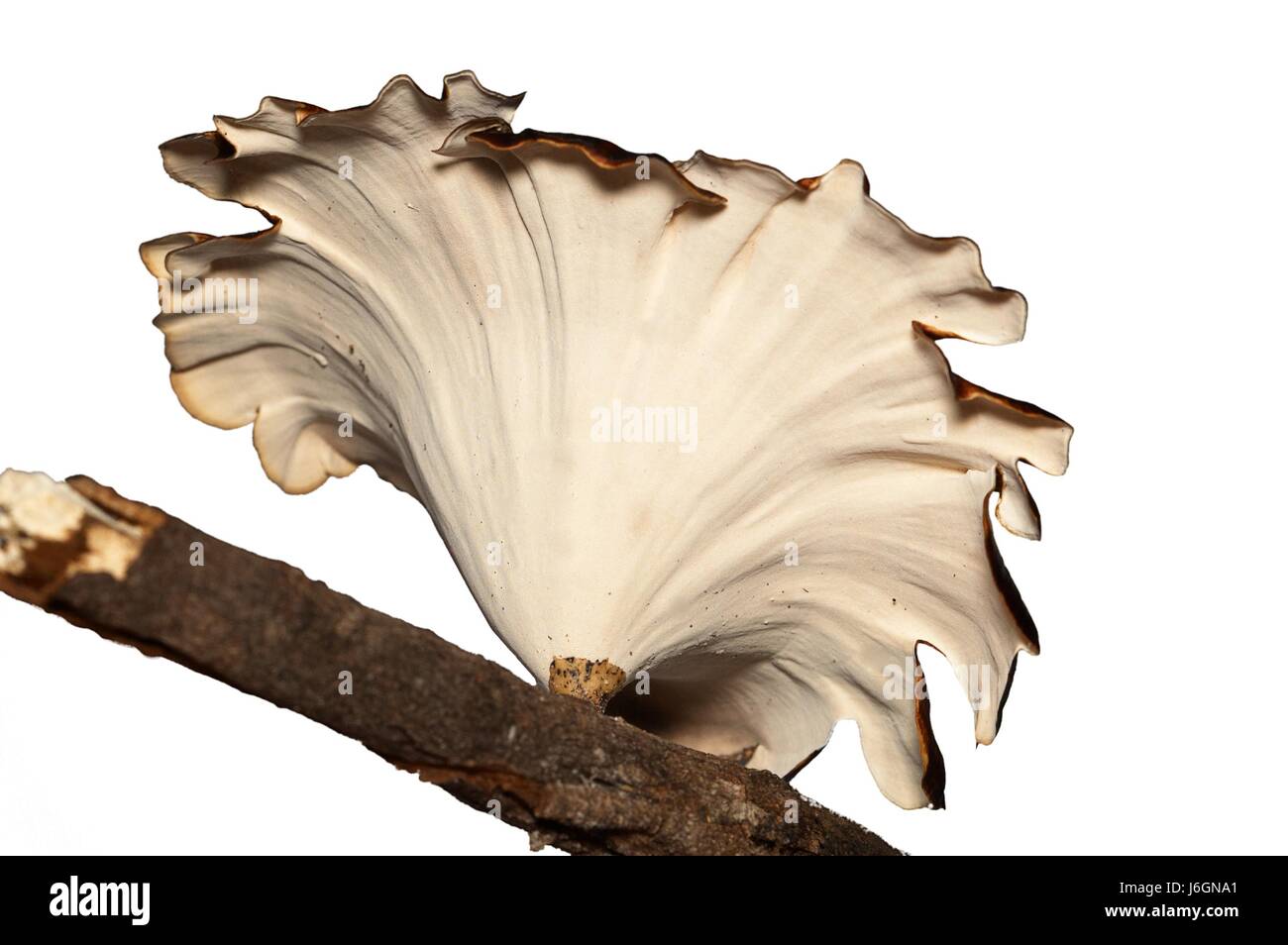 isolated tree mushroom fungus toadstool white nature macro close-up ...