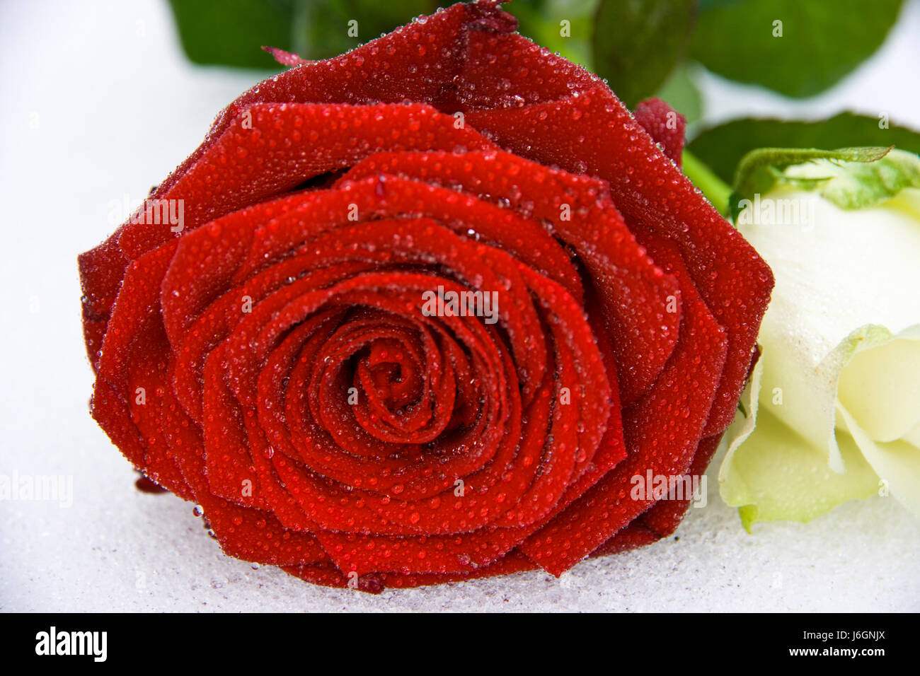 Two roses hi-res stock photography and images - Alamy