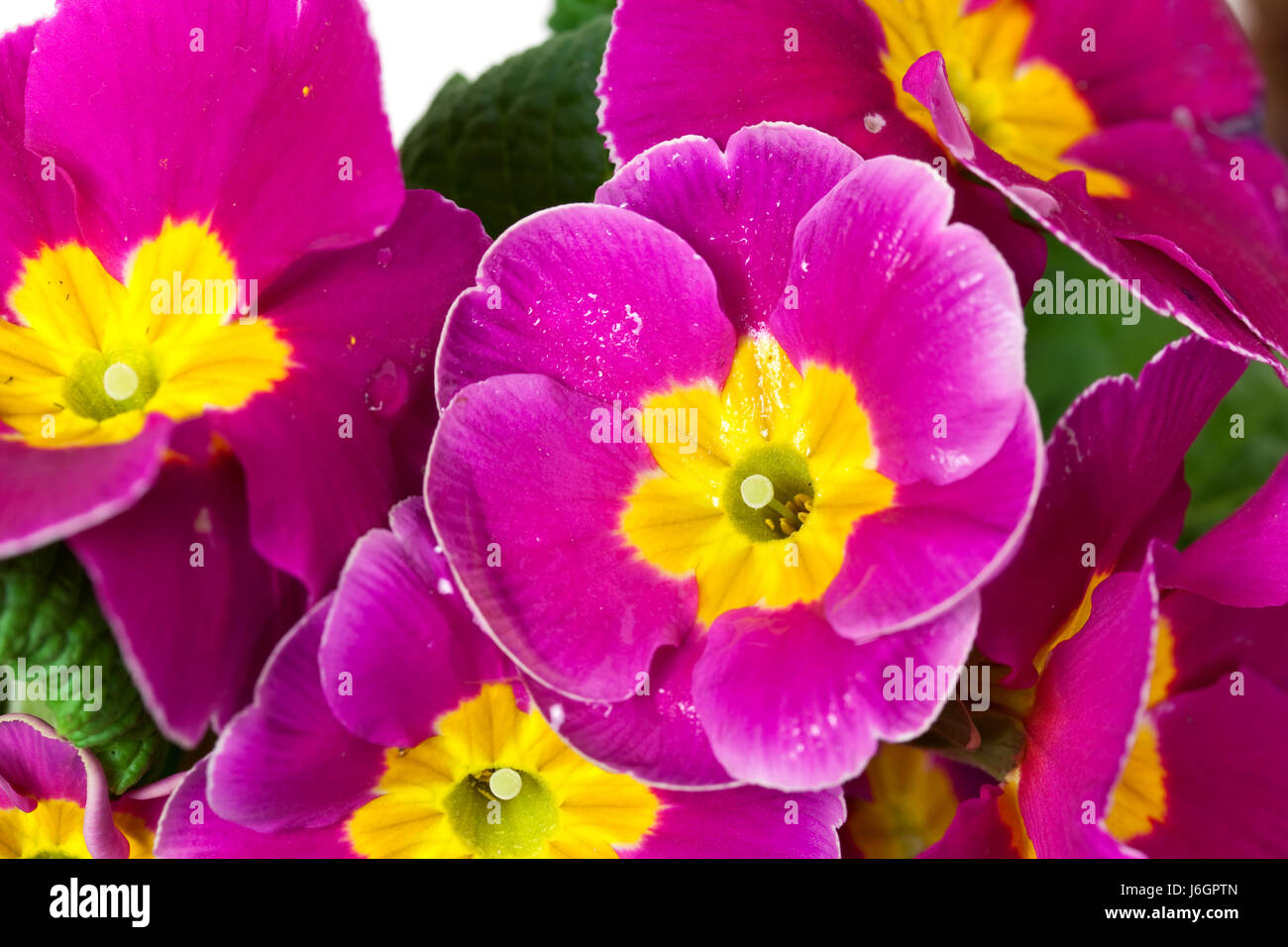 primroses in pot Stock Photo
