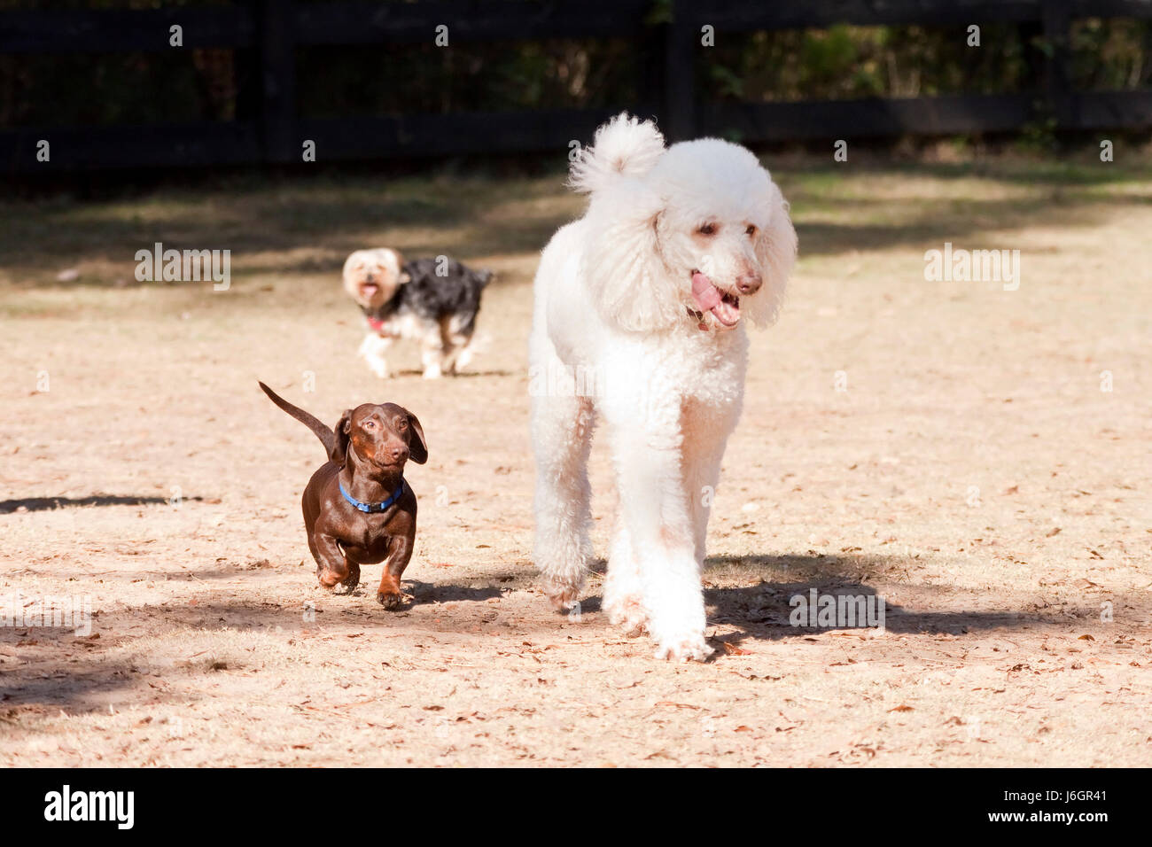 pets dogs poodle dog dachshund canines pedigree companion maddening pert Stock Photo