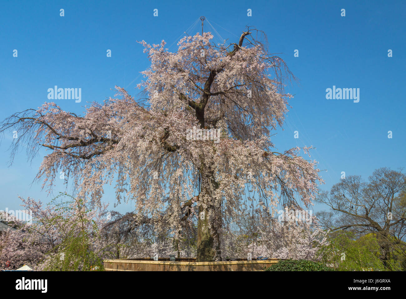 The Weeping cherry blossoms tree in Kyoto Japan Stock Photo