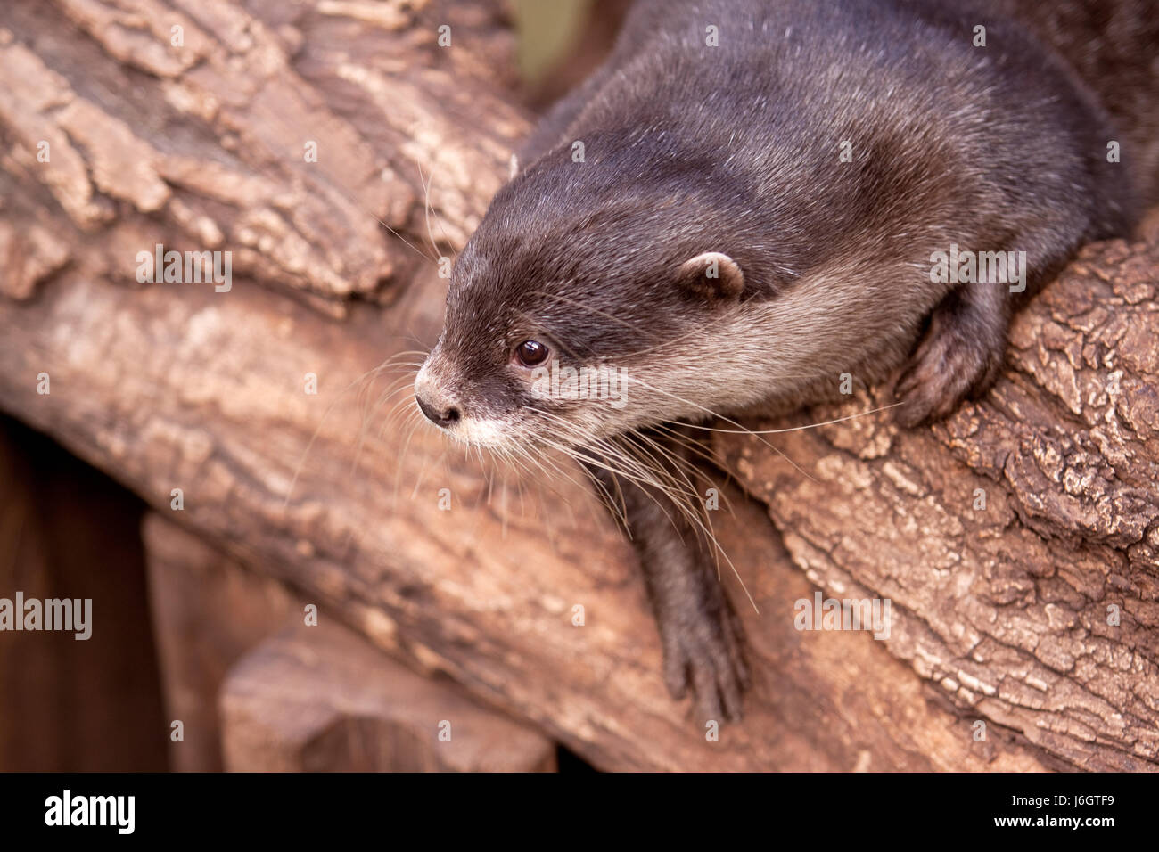 small tiny little short otter oriental detail life exist existence living lives Stock Photo