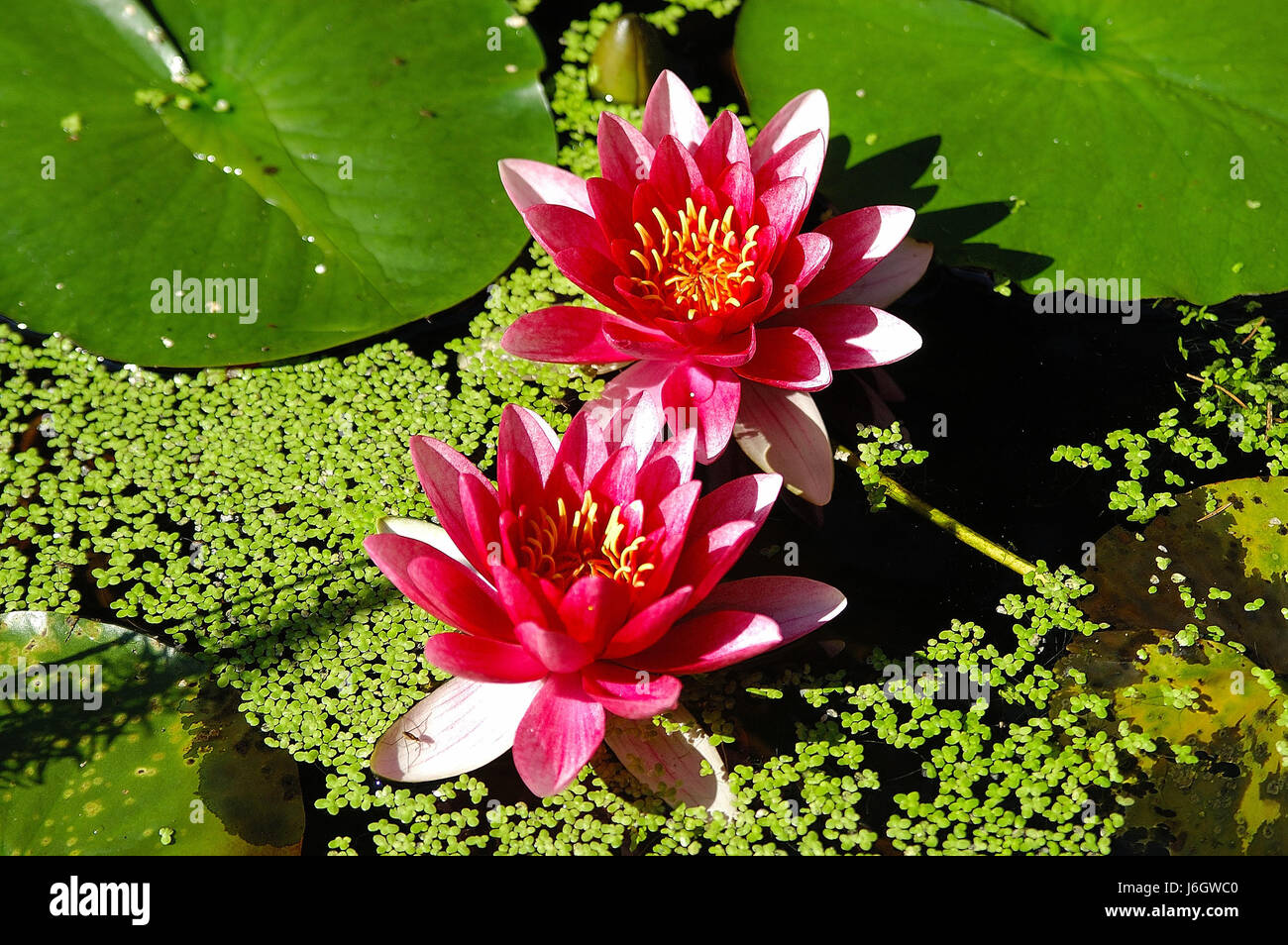 flower flowers plant water lily aquatic plant fresh water pond water water Stock Photo