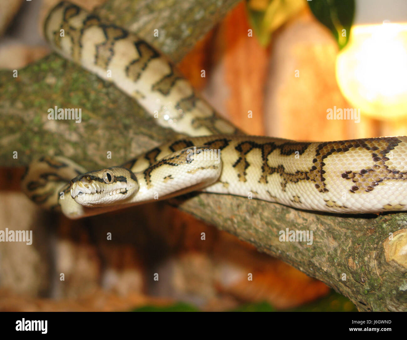 snake python danger macro close-up macro admission close up view ...