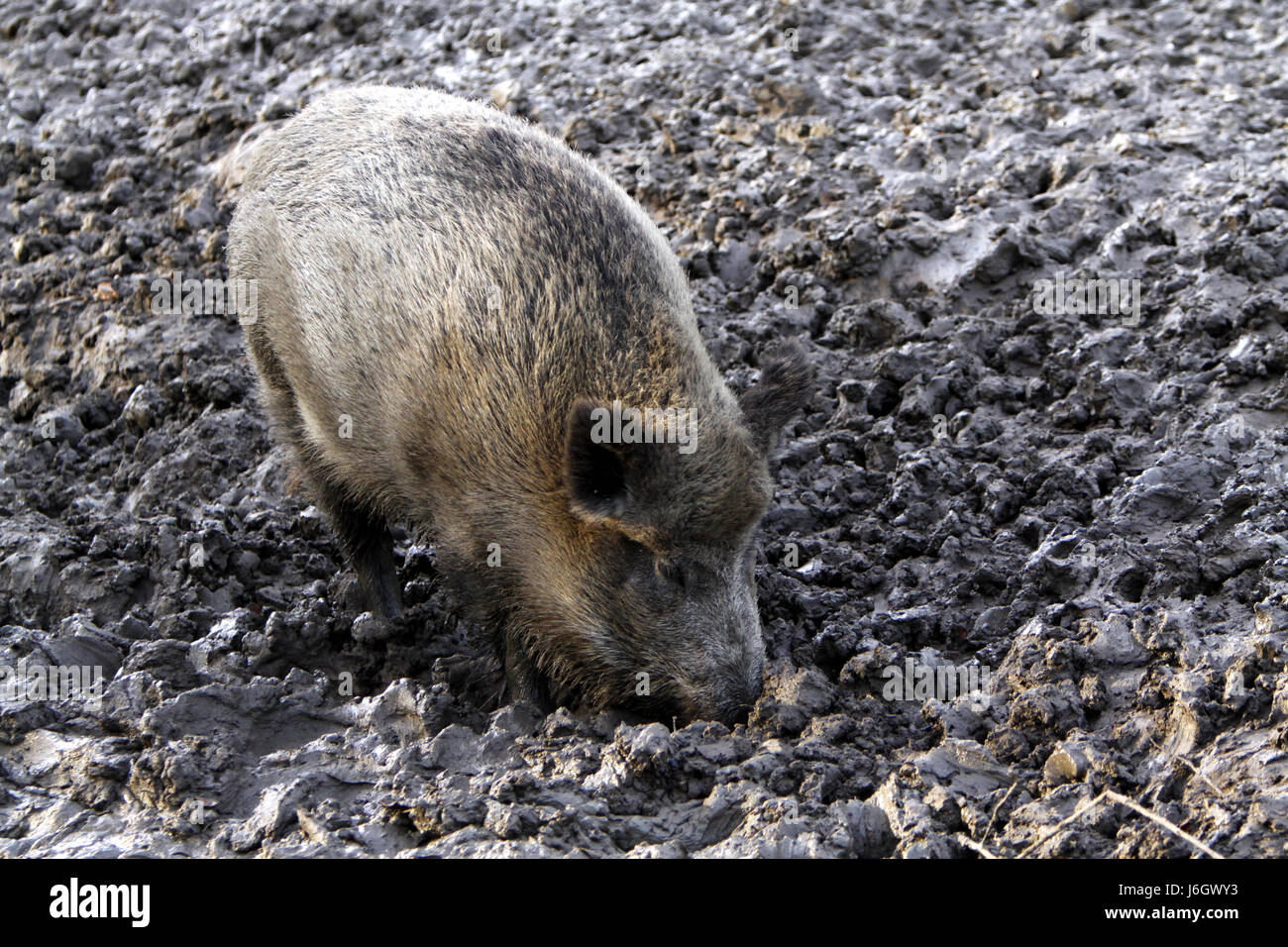 wild wild boar pig wild animal wild boars mammal wild portrait dirt mud wild Stock Photo