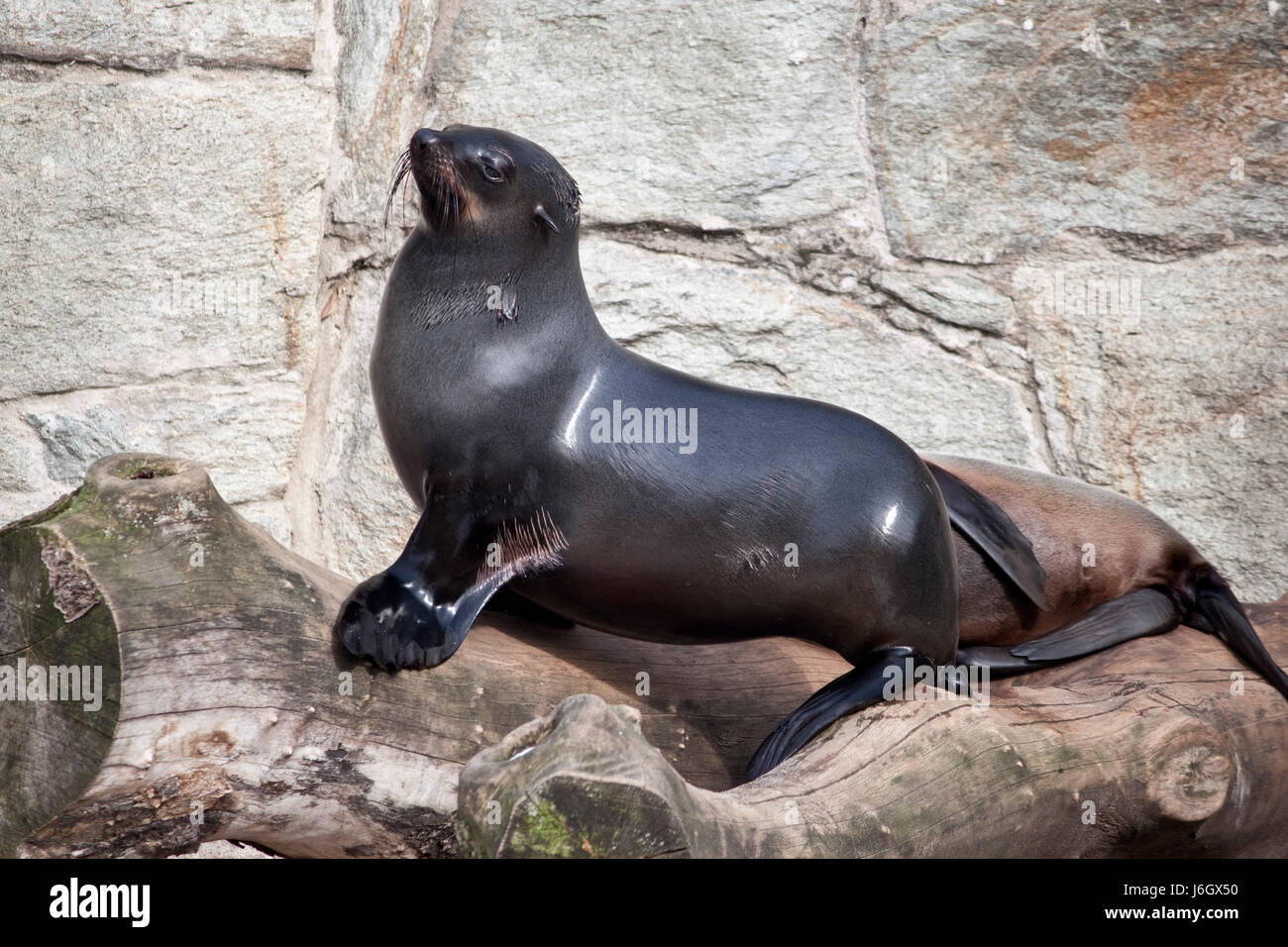 animal zoo seal sea lion salt water sea ocean water animal zoo seal sea lion Stock Photo - Alamy animal zoo seal sea lion salt water sea ocean water animal zoo seal sea lion Stock Photo - Alamy