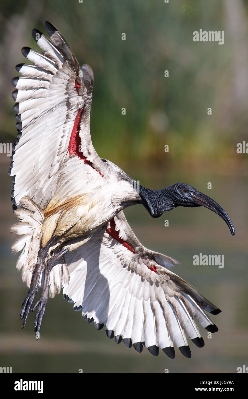 bird wildlife fauna africa animals birds wildlife south africa wingspan ibis Stock Photo