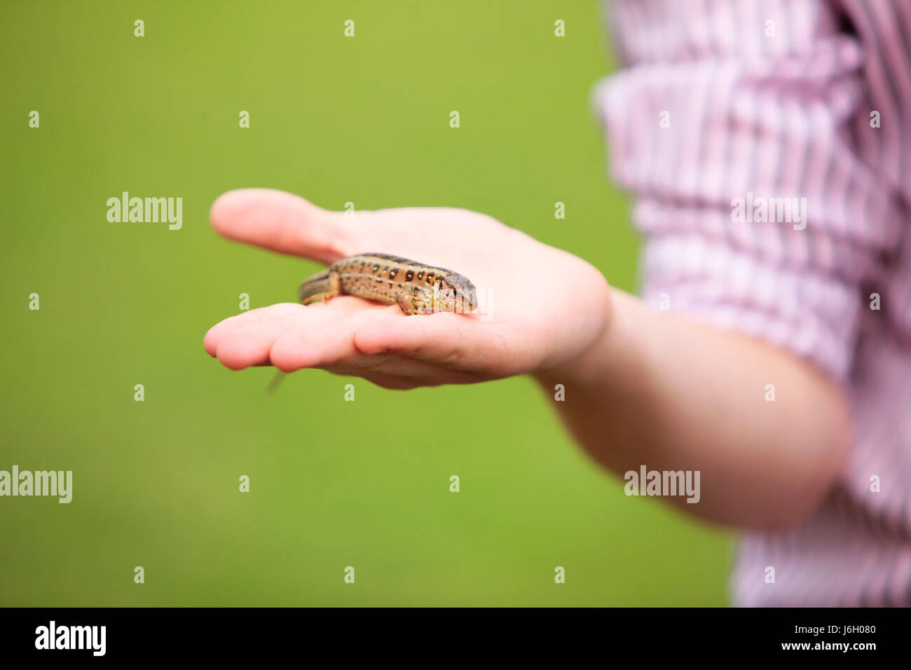 Lizard Playing Owner game tournament play playing plays played pet reptile lizard captured ...
