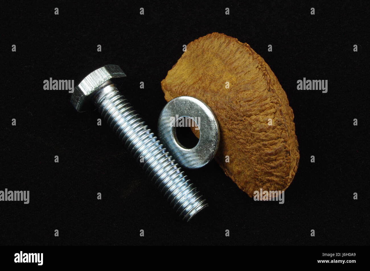 screw diet pivots bolt nut fasten eating eat eats healthy close food