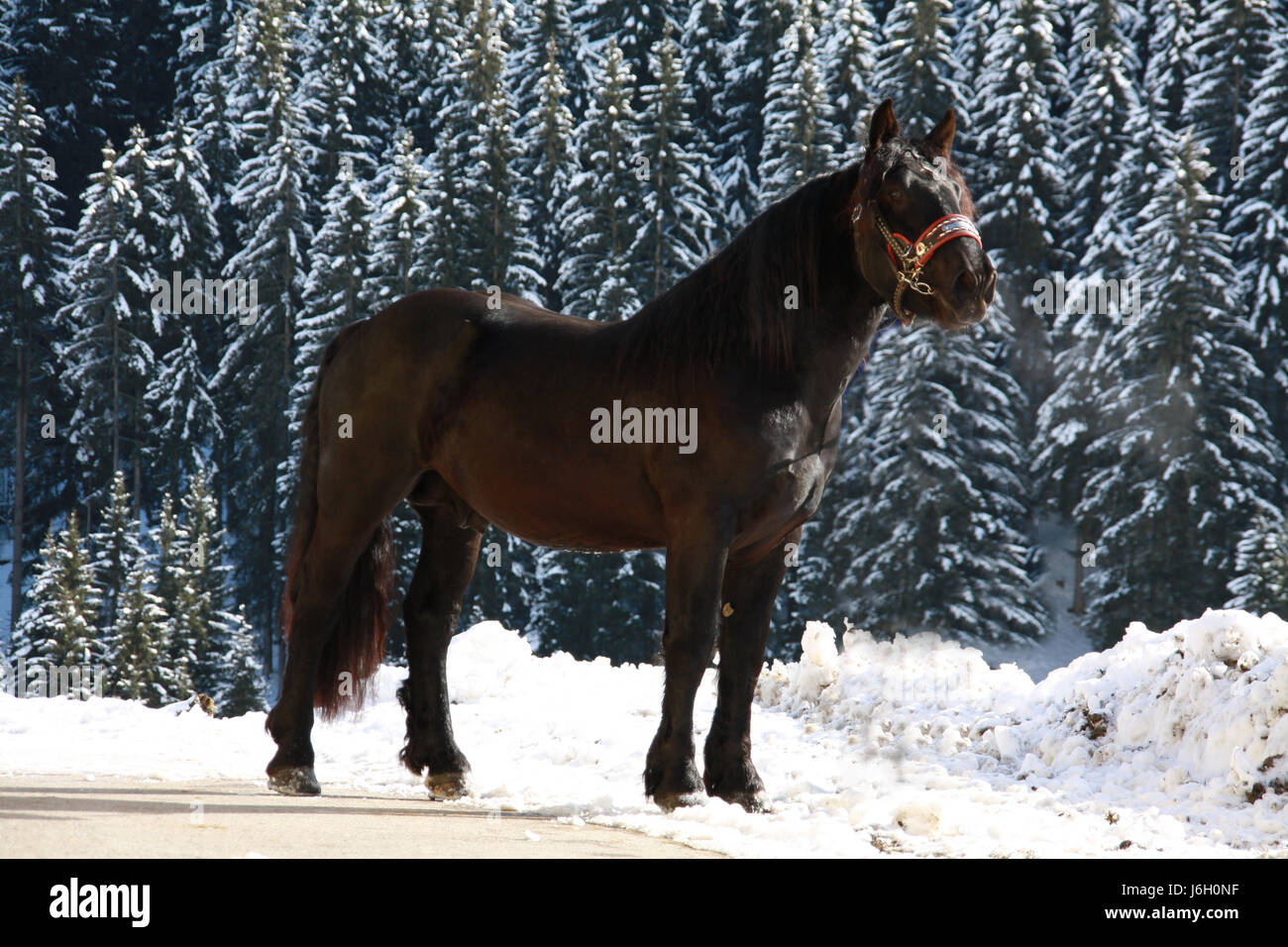 horse stallion draught horse horse winter stallion draught horse noriker Stock Photo
