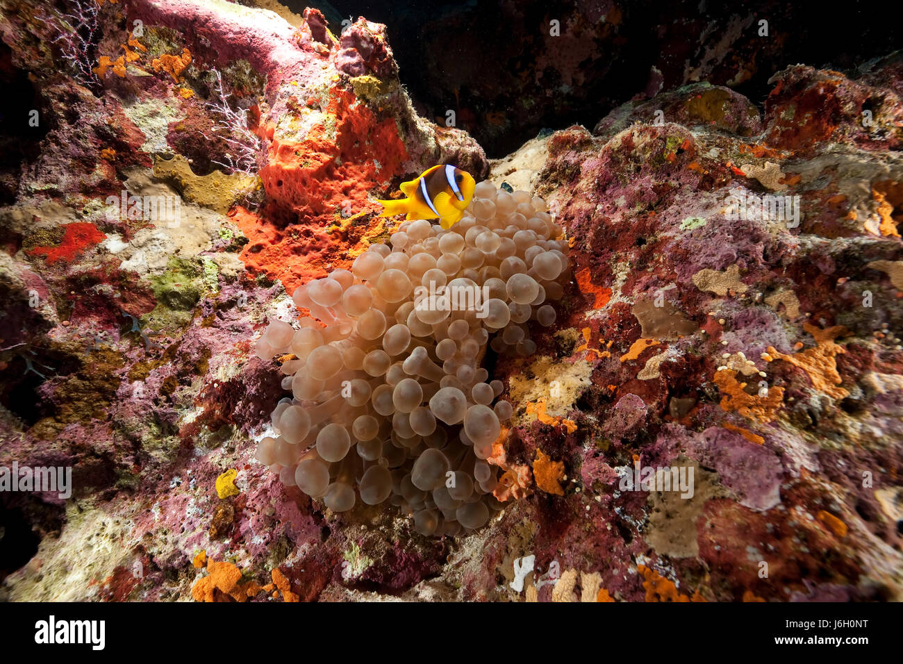 animal fish sunlight underwater colony exotic sunbeam egypt hard dive ...