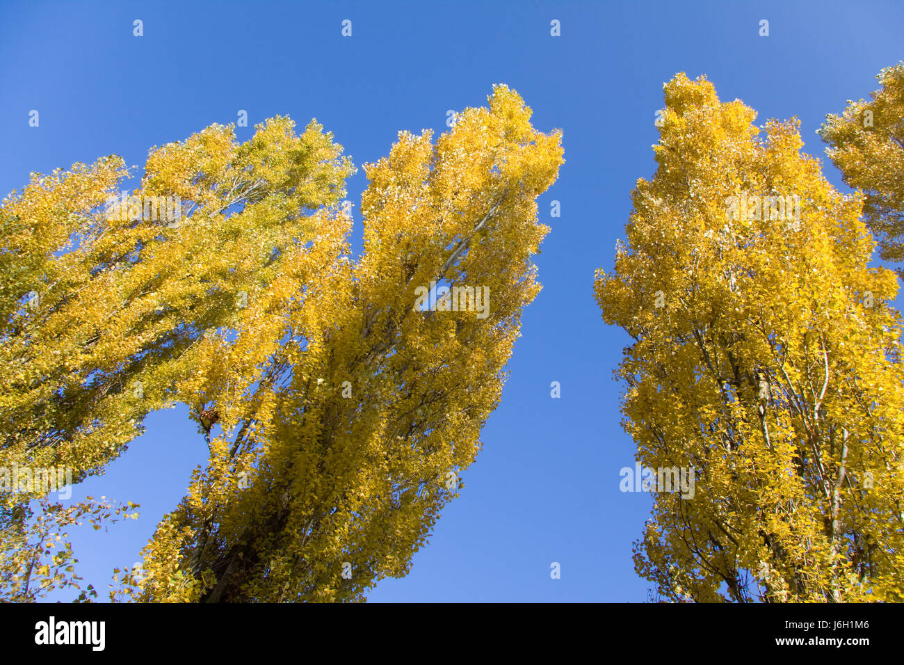tree leaves late summer foliage fall autumn tree plant leaves branches ...