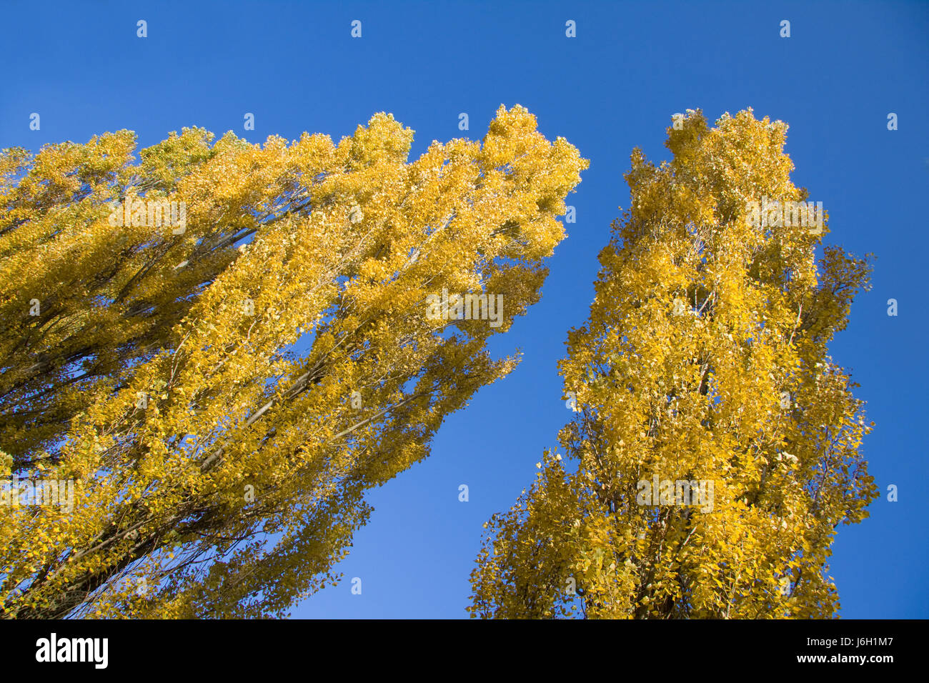 tree leaves late summer foliage fall autumn tree plant leaves branches ...