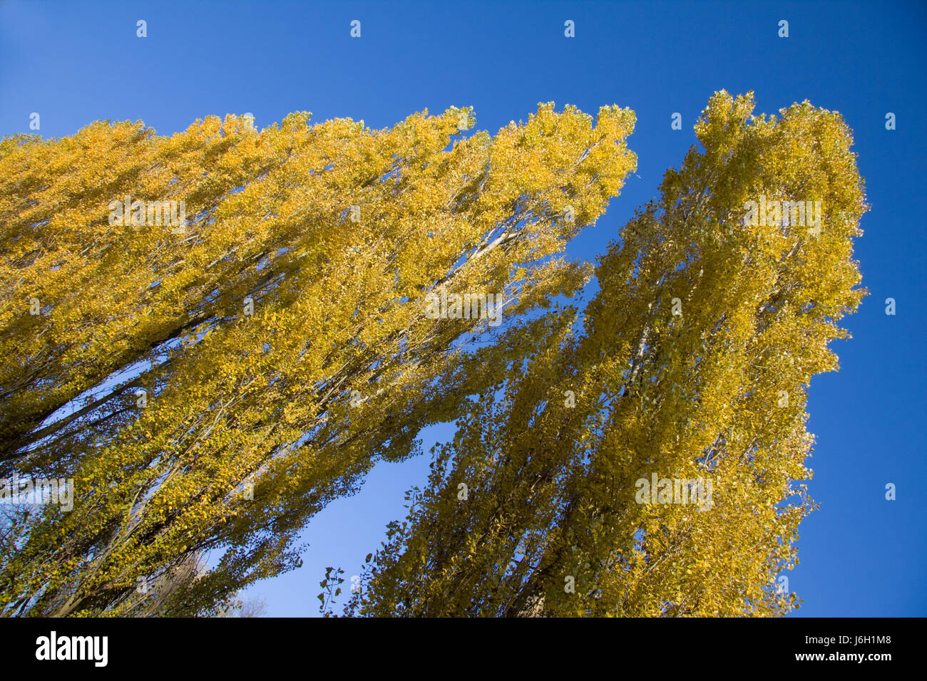tree leaves late summer foliage fall autumn tree plant leaves branches avenue Stock Photo Alamy