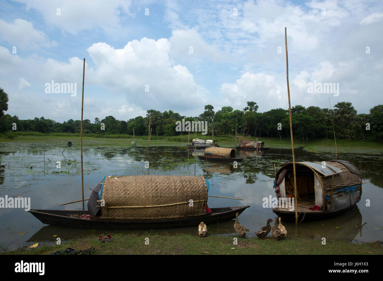 Gypsy people anchored their boats at a swamp at Pubail in Gazipur, Bangladesh. Stock Photo